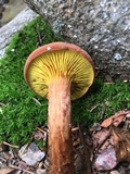 Phylloporus rhodoxanthus image