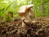Amanita whetstoneae image