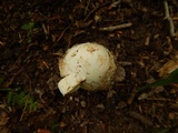 Amanita whetstoneae image