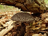 Strobilomyces confusus image