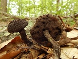 Strobilomyces confusus image