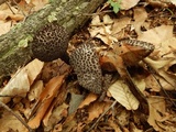 Strobilomyces confusus image
