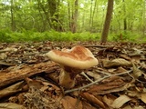 Laetiporus persicinus image