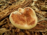 Laetiporus persicinus image