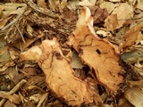 Laetiporus persicinus image