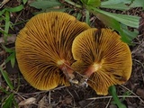 Phylloporus leucomycelinus image