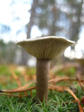Cantharellula umbonata image