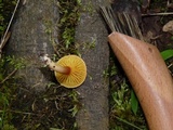 Phylloporus leucomycelinus image