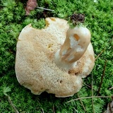 Xanthoconium affine image