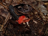 Sarcoscypha occidentalis image
