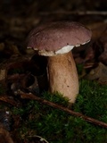 Tylopilus rubrobrunneus image