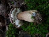Tylopilus rubrobrunneus image