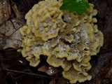 Thelephora vialis image