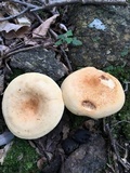 Lactarius volemus var. flavus image