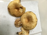 Lactarius volemus var. flavus image