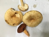 Lactarius volemus var. flavus image