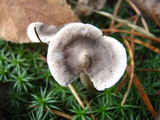 Cantharellula umbonata image