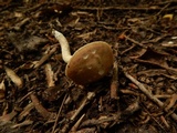 Leccinellum albellum image