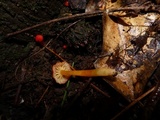 Hygrocybe miniata image
