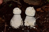 Amanita polypyramis image