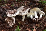 Amanita tuza image