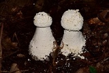 Amanita polypyramis image