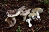 Amanita tuza image