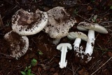 Amanita tuza image