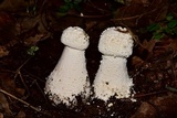 Amanita polypyramis image
