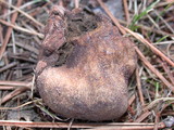 Scleroderma laeve image