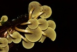 Hypholoma subviride image