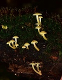 Hypholoma subviride image