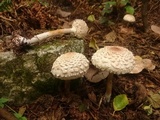 Chlorophyllum olivieri image
