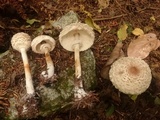 Chlorophyllum olivieri image