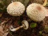 Chlorophyllum olivieri image