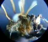 Akanthomyces aranearum image