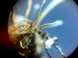 Akanthomyces aranearum image