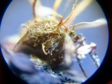 Akanthomyces aranearum image