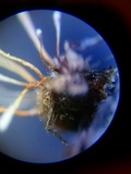 Akanthomyces aranearum image