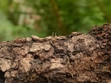 Akanthomyces aranearum image