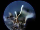 Akanthomyces aranearum image