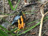 Clavulinopsis aurantiocinnabarina image