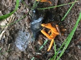 Clavulinopsis aurantiocinnabarina image