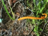 Clavulinopsis aurantiocinnabarina image