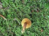 Phylloporus rhodoxanthus image