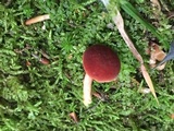 Phylloporus rhodoxanthus image