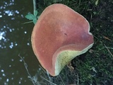 Xanthoconium purpureum image