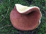 Xanthoconium purpureum image