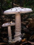 Amanita protecta image