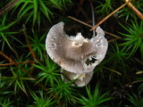 Cantharellula umbonata image